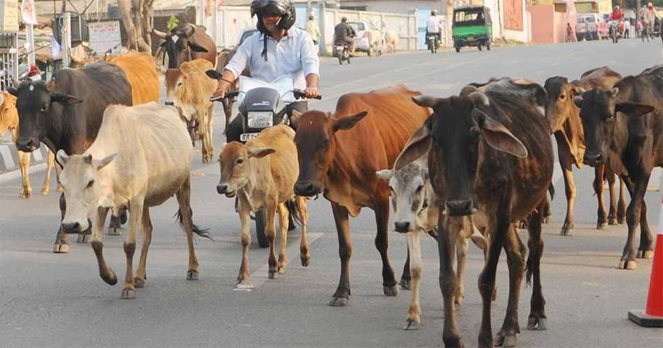 cows-on-road