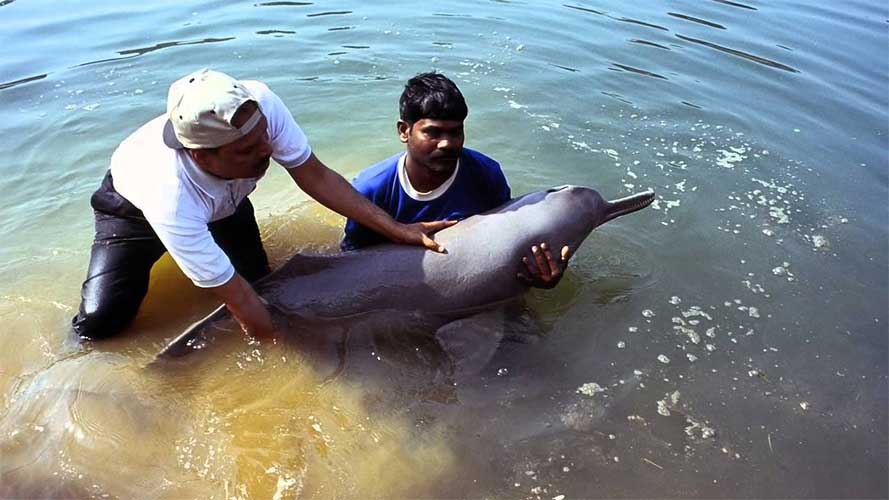 dolphin-patna