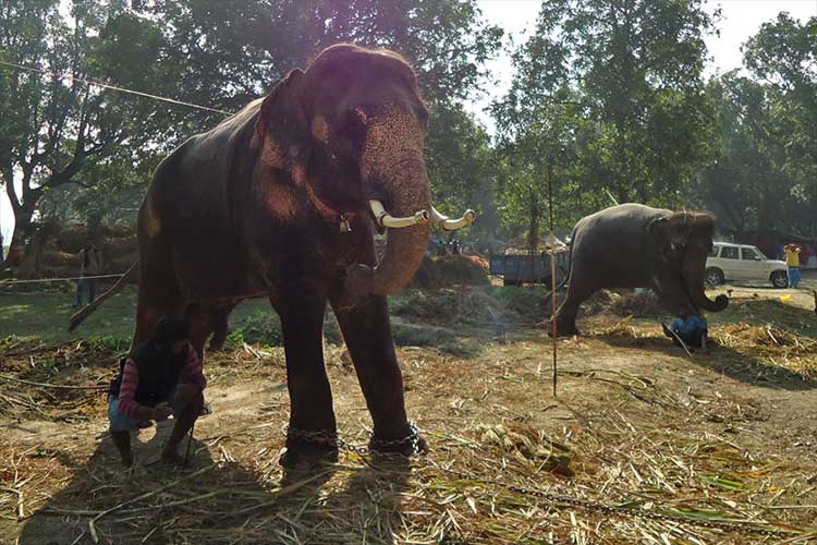 elephants_sonepur